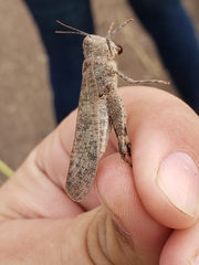 Circotettix undulatus