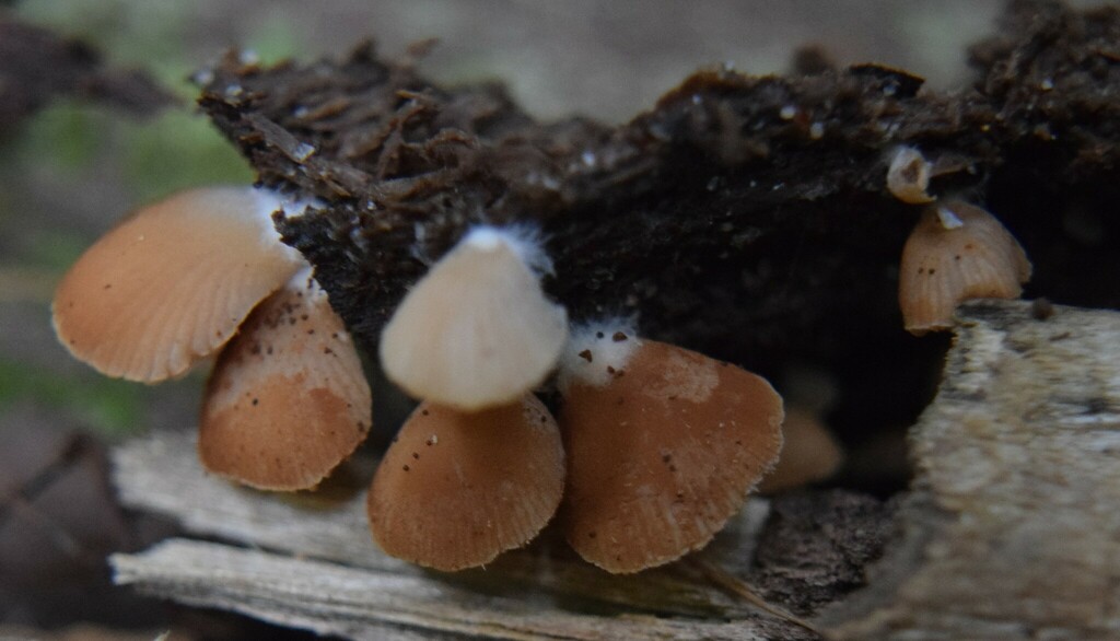 Crepidotus lateralipes