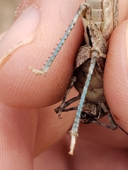 Circotettix undulatus