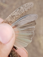 Circotettix undulatus