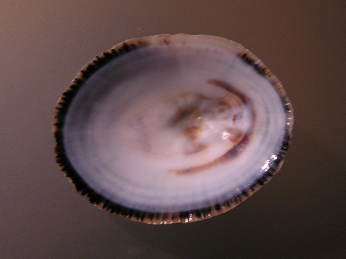 Lottia discors