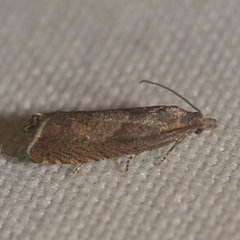 Dichrorampha acuminatana