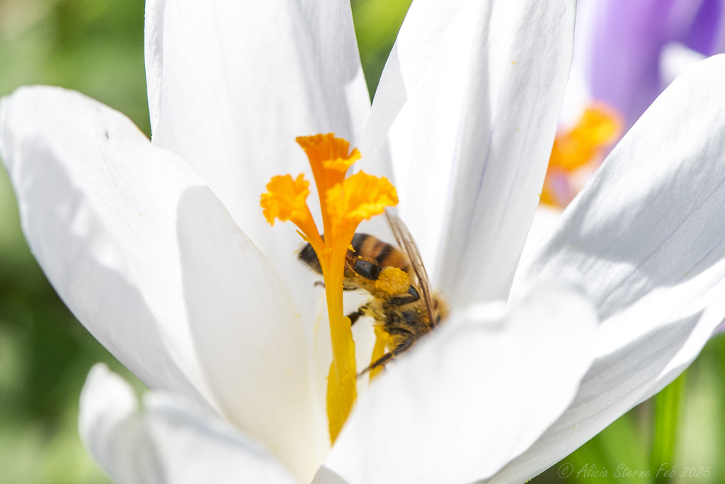 Western Honey Bee in February 2025 by asterne12 · iNaturalist