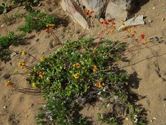 Eriogonum marifolium