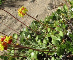 Eriogonum marifolium