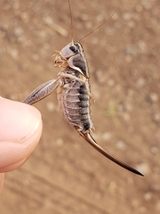 Steiroxys trilineata