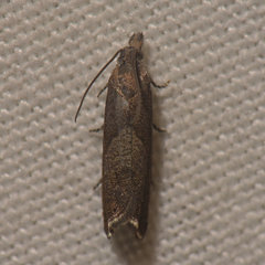 Dichrorampha acuminatana