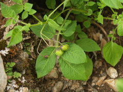 Solanum verrucosum