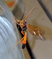 Opheltes glaucopterus barberi