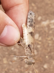 Dissosteira spurcata