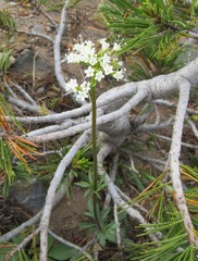 Valeriana californica