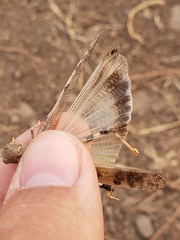 Dissosteira spurcata