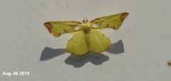Corymica pryeri