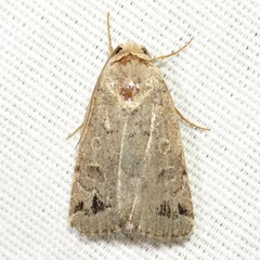 Anorthodes triquetra