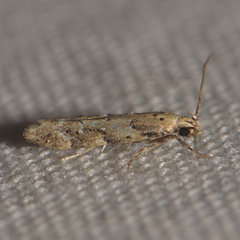 Coleotechnites coniferella