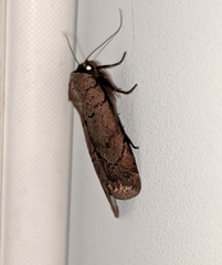 Protolampra rufipectus