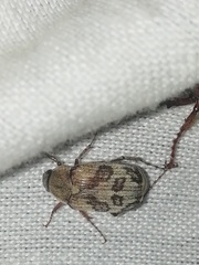 Isonychus arizonensis