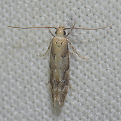 Coleotechnites coniferella
