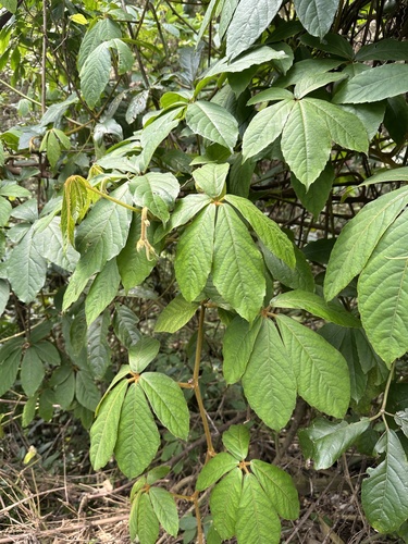Tetrastigma obovatum