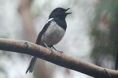 Copsychus albospecularis