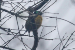 Philepitta schlegeli