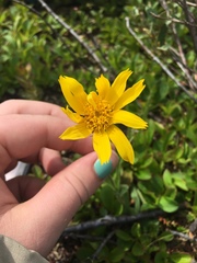 Arnica angustifolia