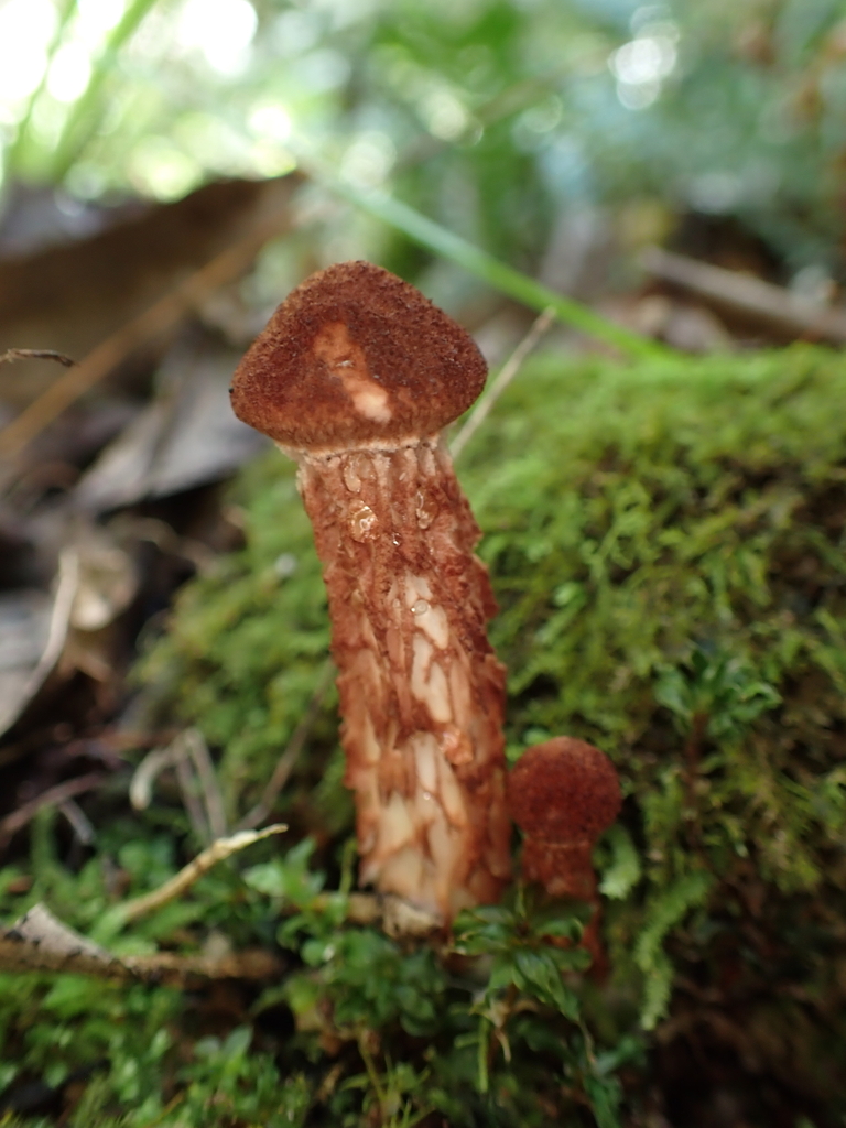 Austroboletus lacunosus · January 2025 · photo: © oqt (iNaturalist, cc-by)