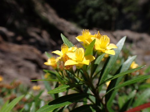 Tristania neriifolia observed 2025-01-26