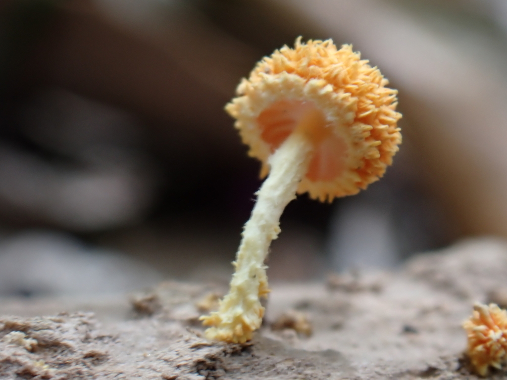 Cyptotrama asprata · January 2025 · photo: © oqt (iNaturalist, cc-by)
