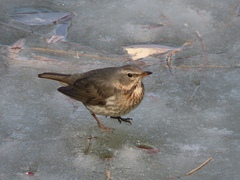 Naumann's Thrush photo 2
