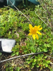 Arnica angustifolia
