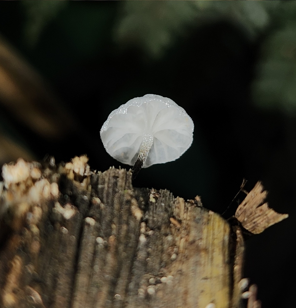 Marasmiellomycena albodescendens · February 2025 · photo: © archie_tarn (iNaturalist, cc-by)