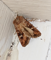 Lacinipolia stricta