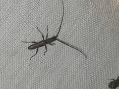 Neocompsa puncticollis