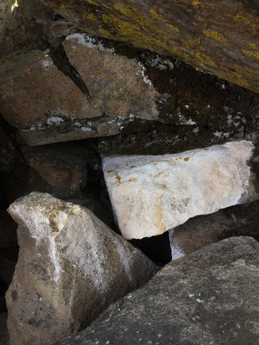 iNaturalist observation photo of Bushy-tailed Woodrat