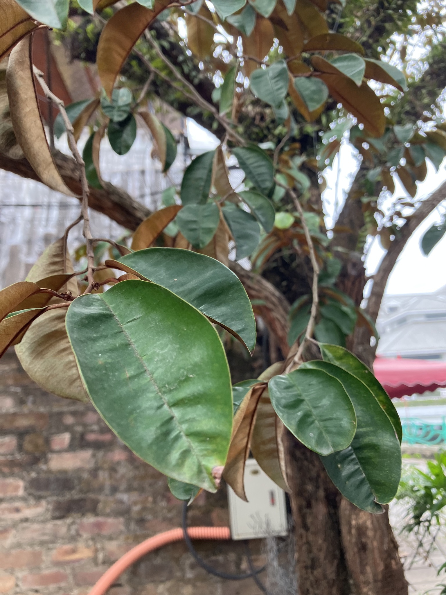 Imagem de Abiu-do-Pará