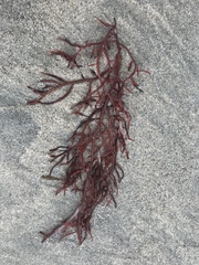Sarcodiotheca
