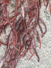 Sarcodiotheca