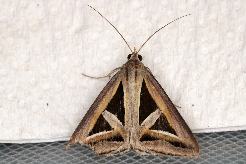 Triangular Winged Insect Triangles from Sydney NSW, Australia on February 27, 2025 at 12:11 PM ...
