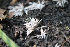 Thelephora penicillata