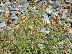 Penstemon lyallii