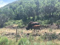 Bison