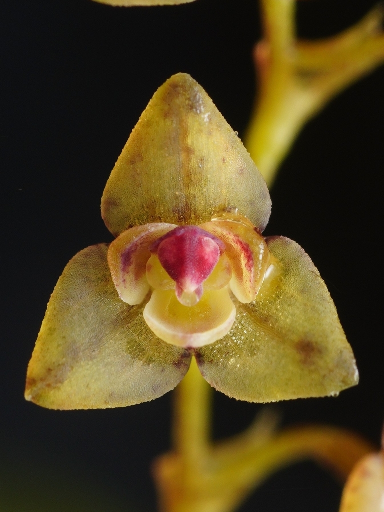 Stelis lentiginosa