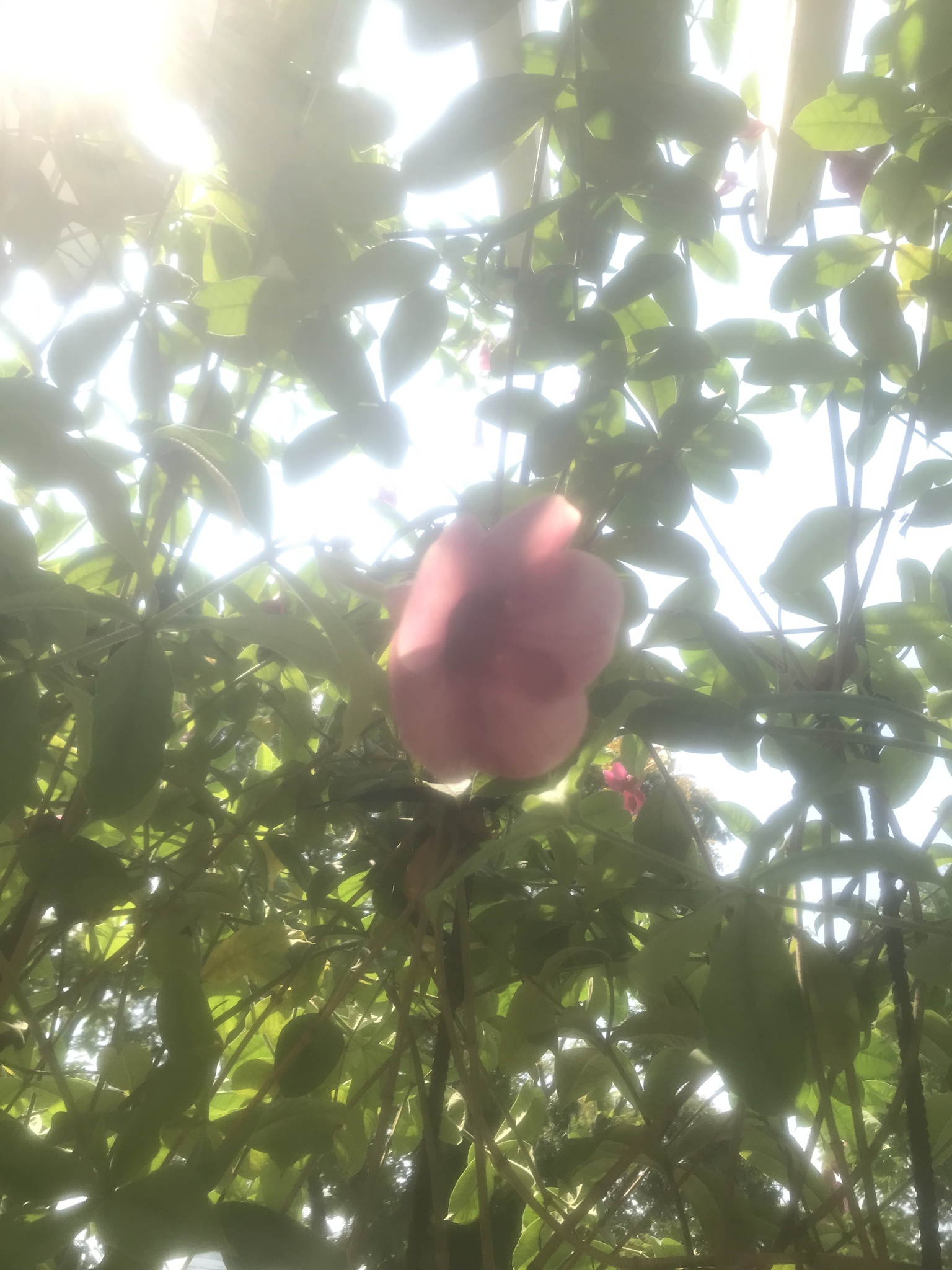 Allamanda blanchetii (Allamanda blanchetii)