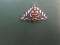 Arachnis zuni