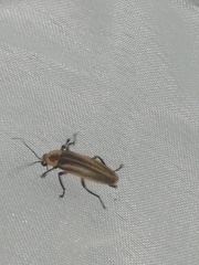 Photurinae