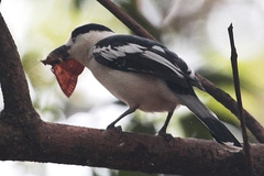 Vanga curvirostris
