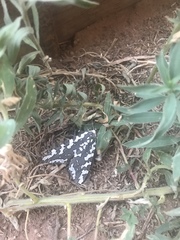 Arachnis zuni
