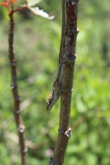 Anolis quercorum