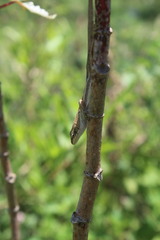 Anolis quercorum